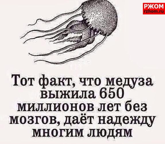 Тот факт что медуза выжила 650 миллионов лет без мозгов дает надежду многим людям