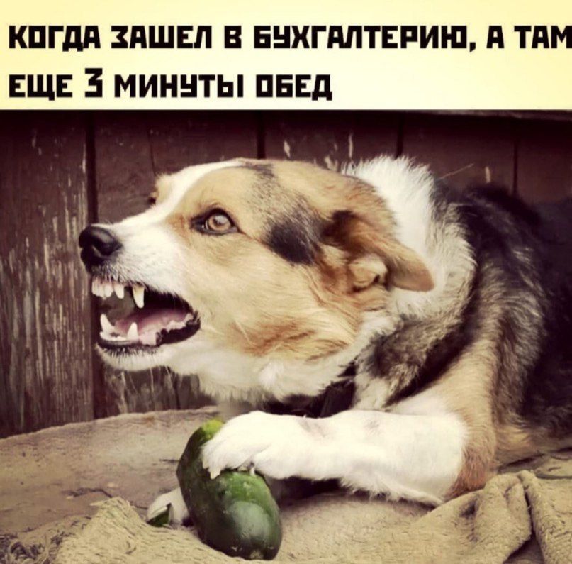 кпгди зпшвл в внигпптнриш и тим ЕЩЕ 3 миннты панд