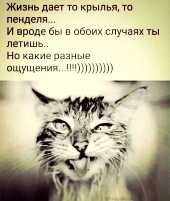 Жизнь дает то крылья то пендепя И вроде бы в обоих случаях ты летишь Но какие разные ощущения