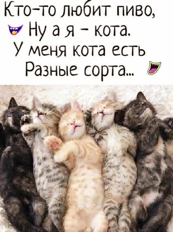 Ктото любит пиво ч Ну а я кота У меня кота есть Разные сорта