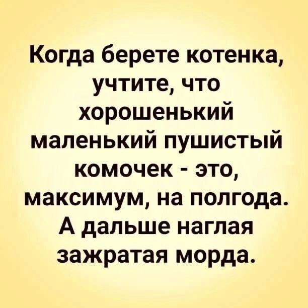 Когда берете котенка учтите что хорошенький маленький пушистый комочек это максимум на полгода А дальше наглая зажратая морда