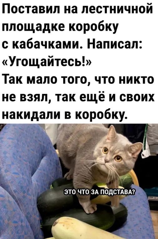 Поставил на лестничной площадке коробку с кабачками Написал Угощайтесь Так мало того что никто не взял так ещё и своих накидапи в коробку