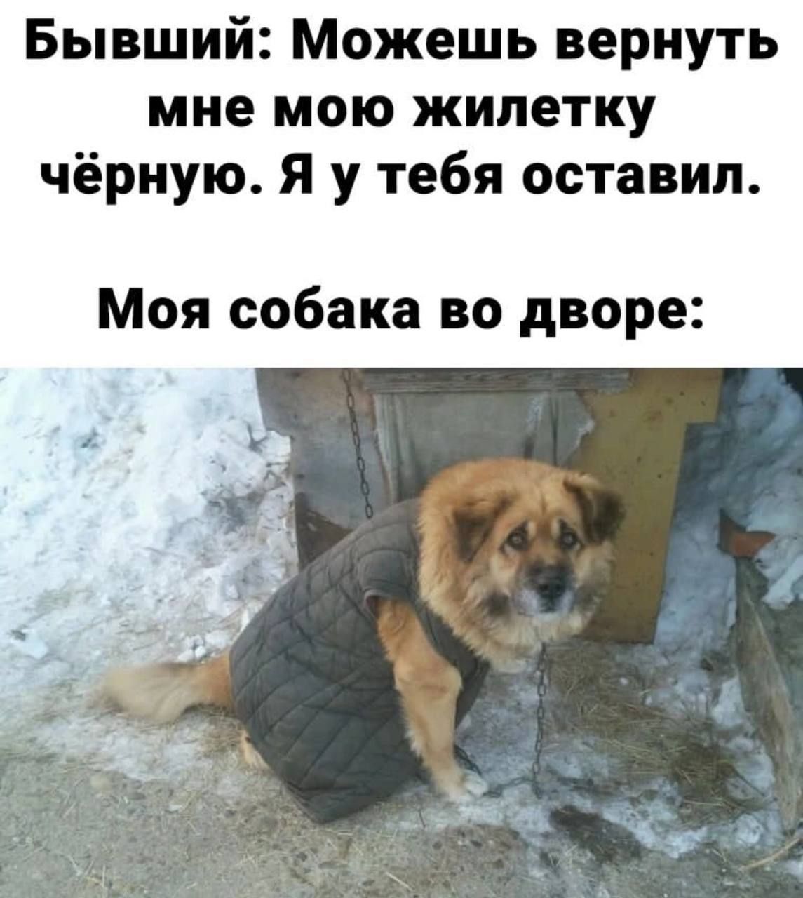 Бывший Можешь вернуть мне <b>мою</b> <b>жилетку</b> чёрную Я у тебя оставил Моя собака во...