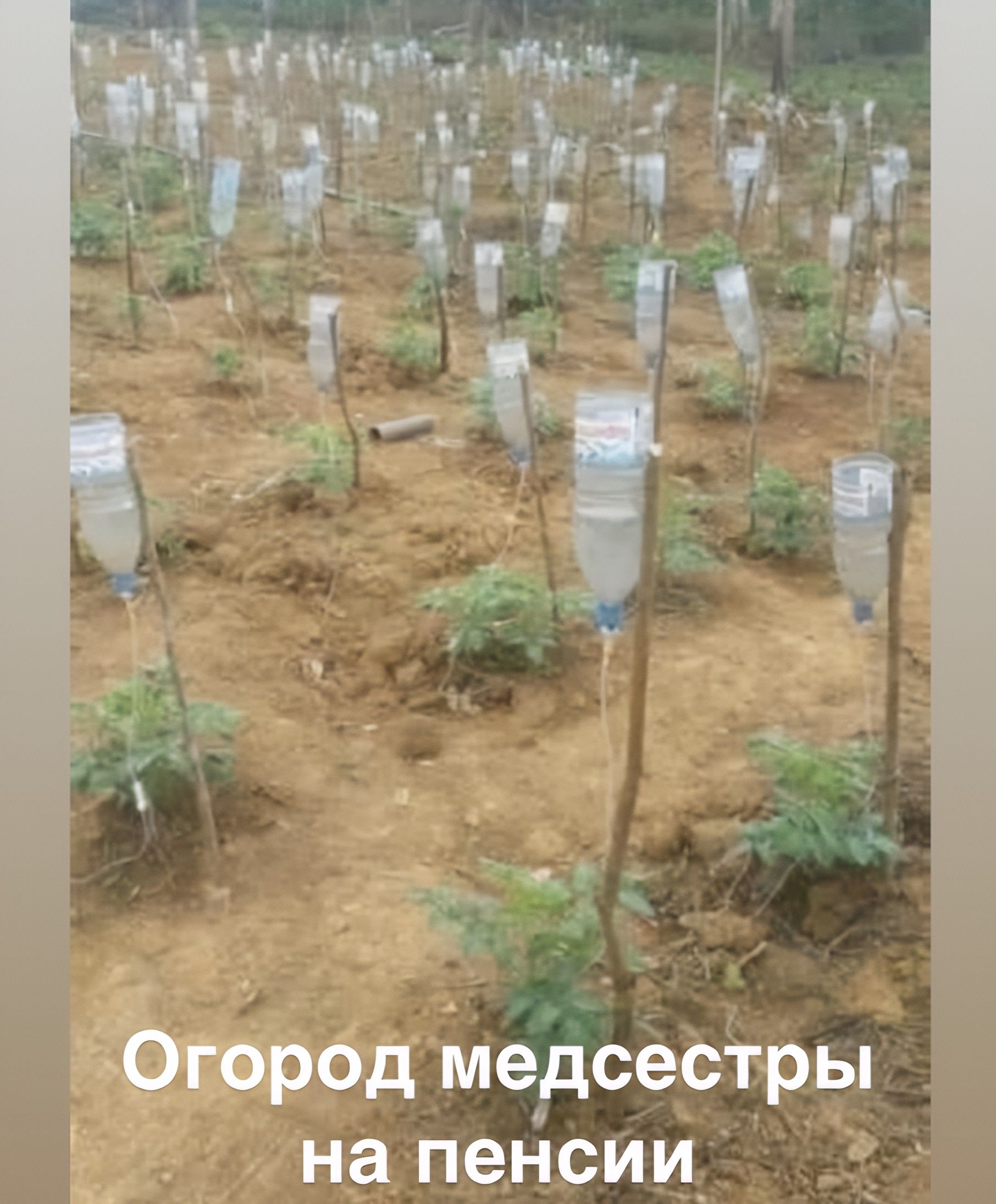 Огород медсестры на пенсии