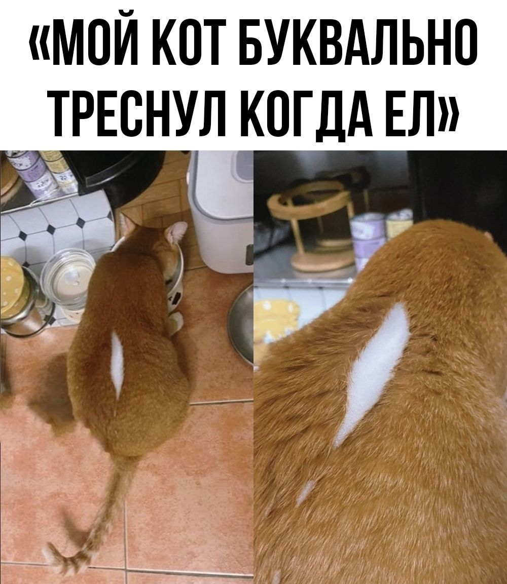 «МОЙ КОТ БУКВАЛЬНО ТРЕСНУЛ КОГДА ЕЛ»