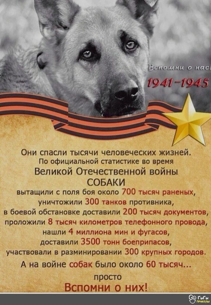 ОНИ СПЗСЛИ ТЫСЯЧИ человеческих жизней По официальной статистике во время Великой Отечественной войны СОБАКИ вытащили с поля боя около 700 тысяч раненых уничтожили 300 танков противника в боевой обсгановке доставили 200 тысяч документов проложили 8 тысяч километров телефонного провода нашли 4 миллиона мин и фугасов доставили 3500 тонн боеприпасов участвовали в разминировании 300 крупных городов А н