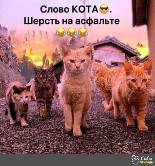 Слово КОТАи Шерсть на асфальте