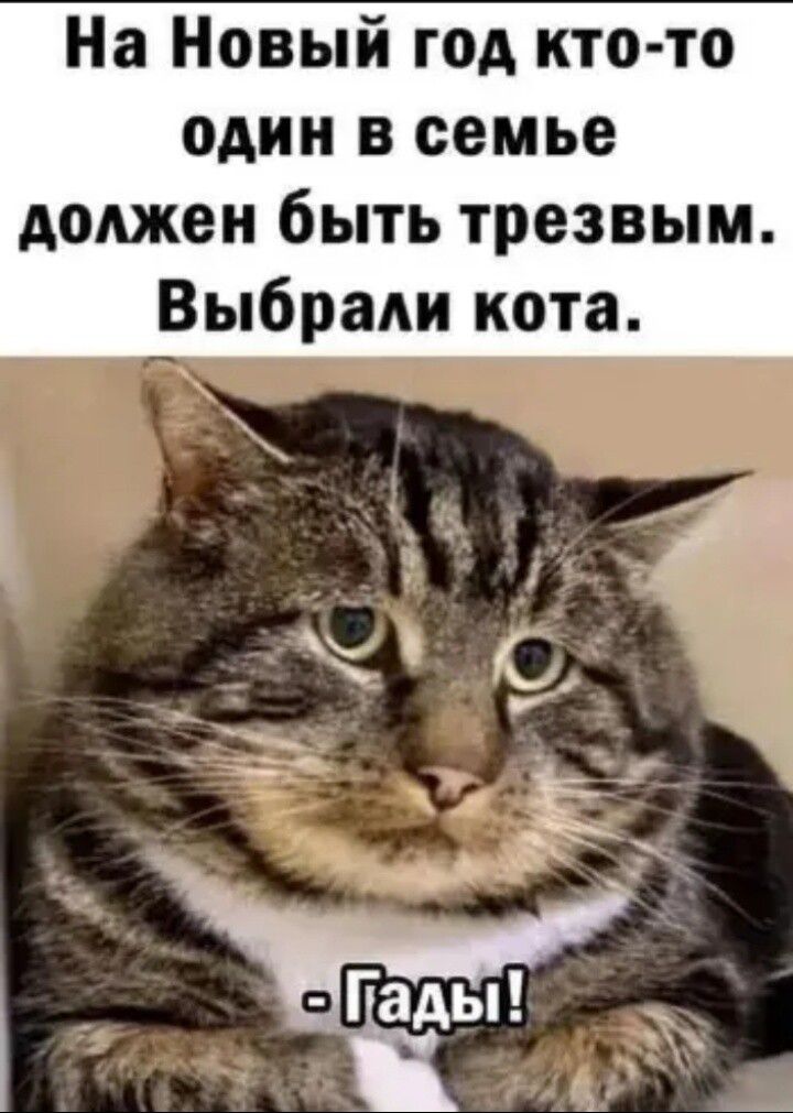 На Новый год кто то один в семье должен быть трезвым Выбрали кота