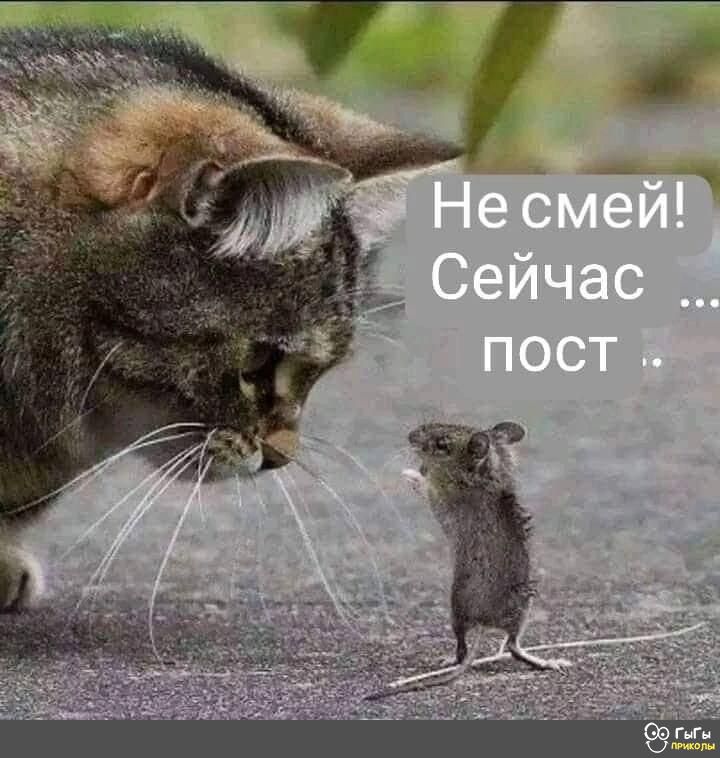 Не смей! Сейчас ... пост.