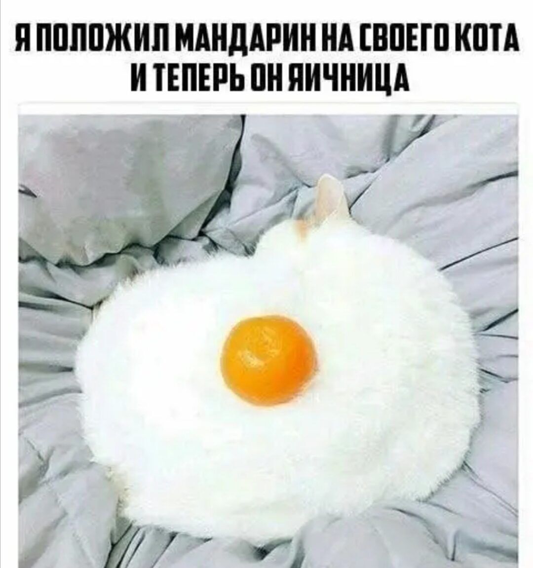 Я положил мандарин на своего кота и теперь он яичница.