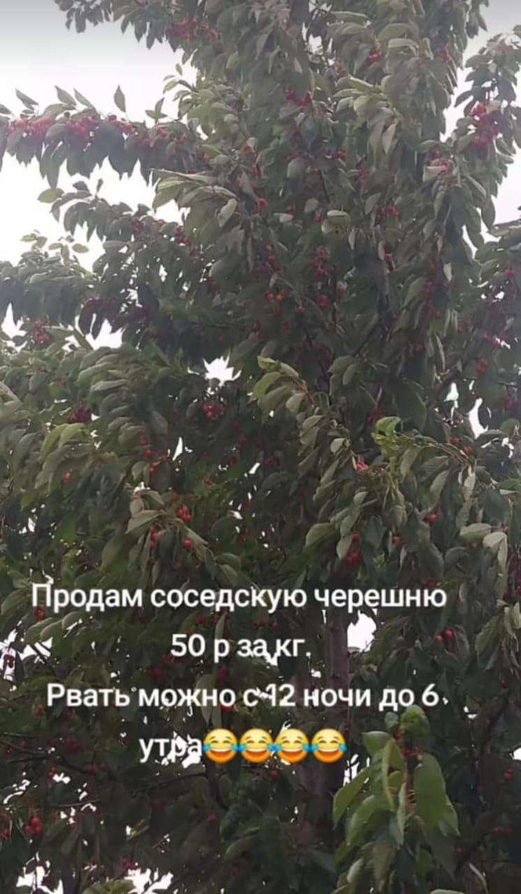 Продам соседскую черешню 50 р за кг. Рвать можно с 12 ночи до 6 утра.