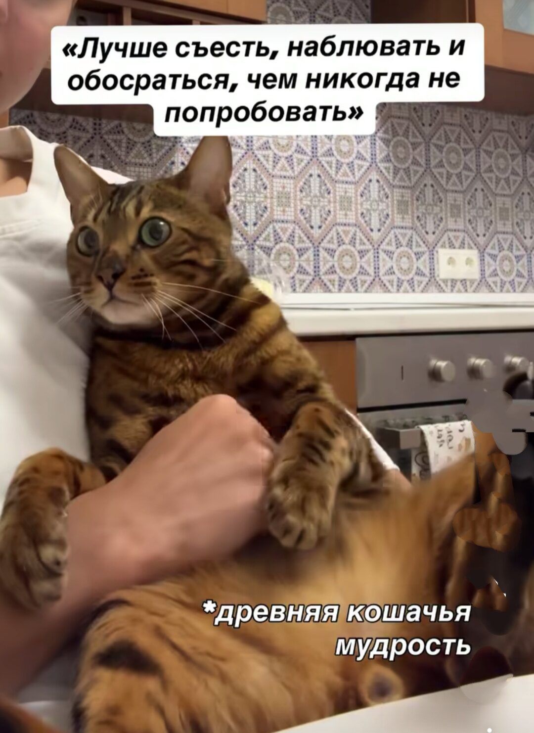 «Лучше съесть, наблюдать и обосраться, чем никогда не попробовать»
*древняя кошачья мудрость