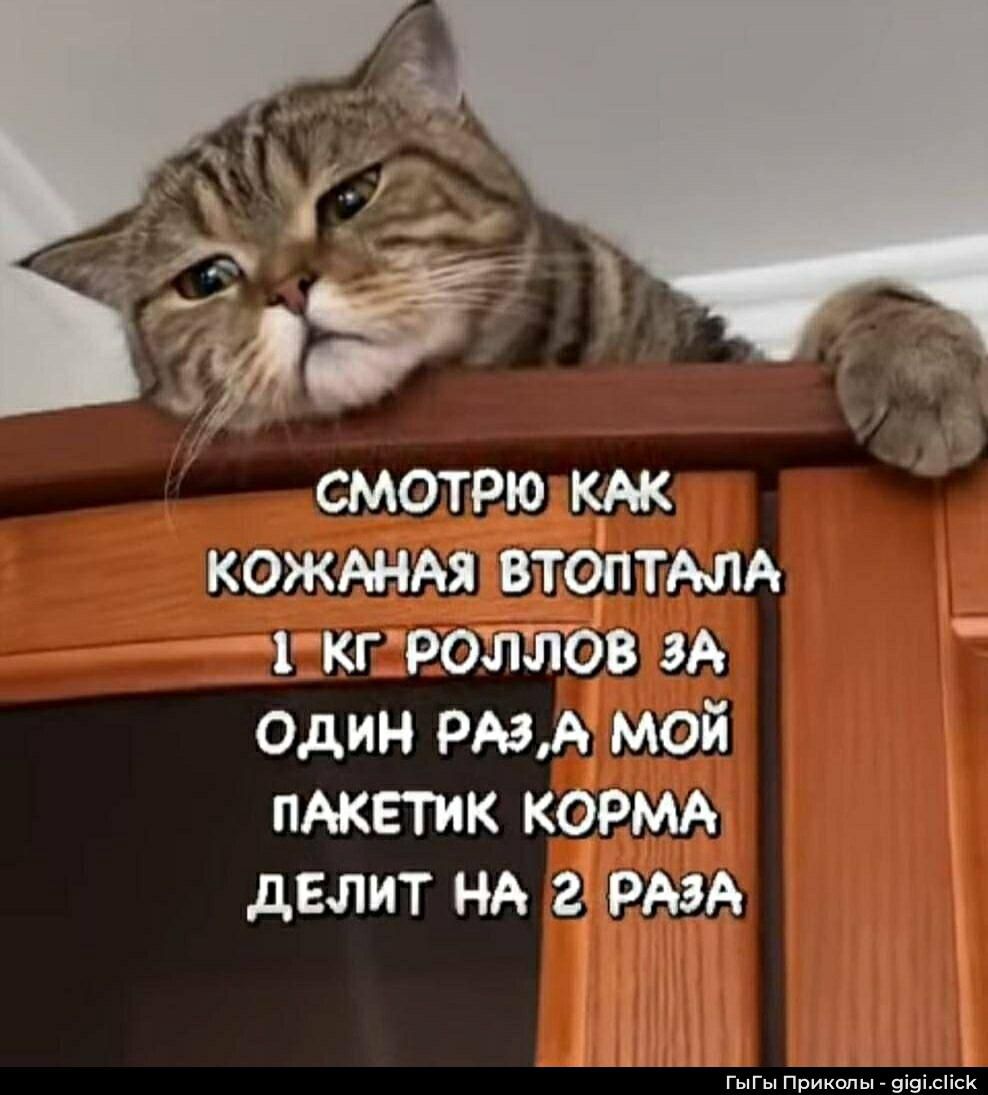 СМОТРЮ КАК КОЖАНАЯ ВТОПТАЛА 1 КГ РОЛЛОВ ЗА ОДИН РАЗ, МОЙ ПАКЕТИК КОРМА ДЕЛИТ НА 2 РАЗА