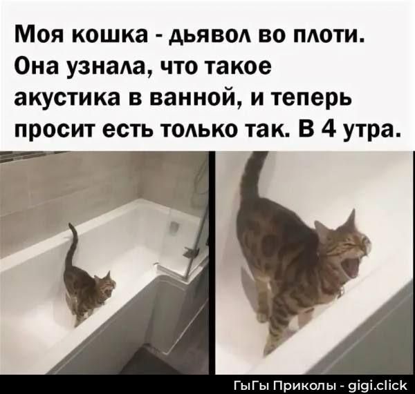 Моя кошка - дьявол во плоти. Она узнала, что такое акустика в ванной, и теперь просит есть только так. В 4 утра.