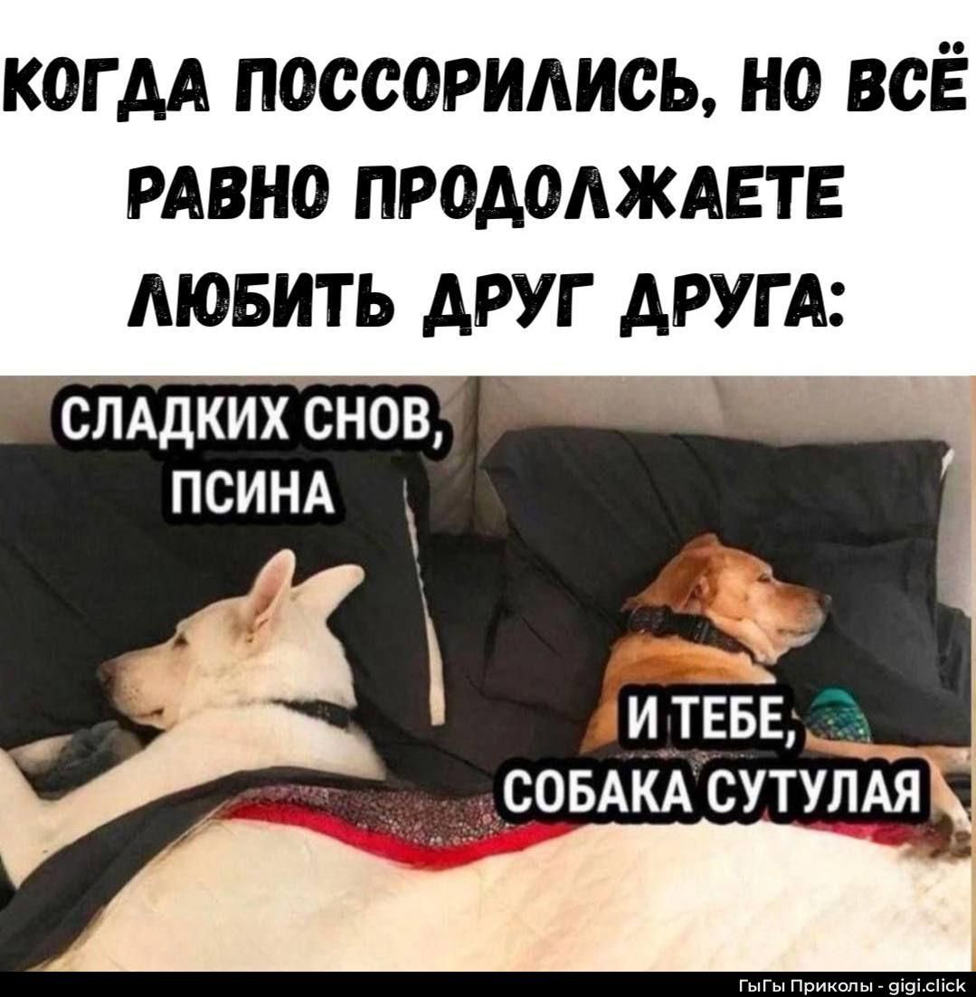 КОГДА ПОССОРИЛИСЬ, НО ВСЁ РАВНО ПРОДОЛЖАЕТЕ ЛЮБИТЬ ДРУГ ДРУГА: СЛАДКИХ СНОВ, ПСИНА И ТЕБЕ, СОБАКА СУТУЛАЯ