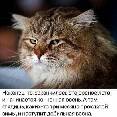 Наконец-то, закончилось это странное лето и начинается конченая осень. А там, глядишь, каких-то три месяца проклятой зимы, и наступит дебильная весна.