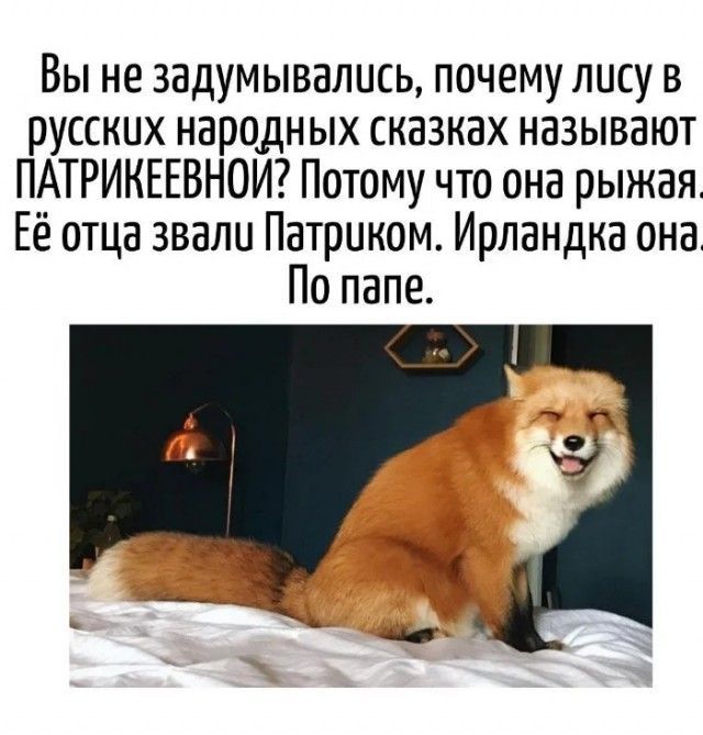 Вы не задумывались, почему лису в русских народных сказках называют ПАТРИКЕЕВОЙ? Потому что она рыжая. Её отца звали Патриком. Ирландка она. По папе.