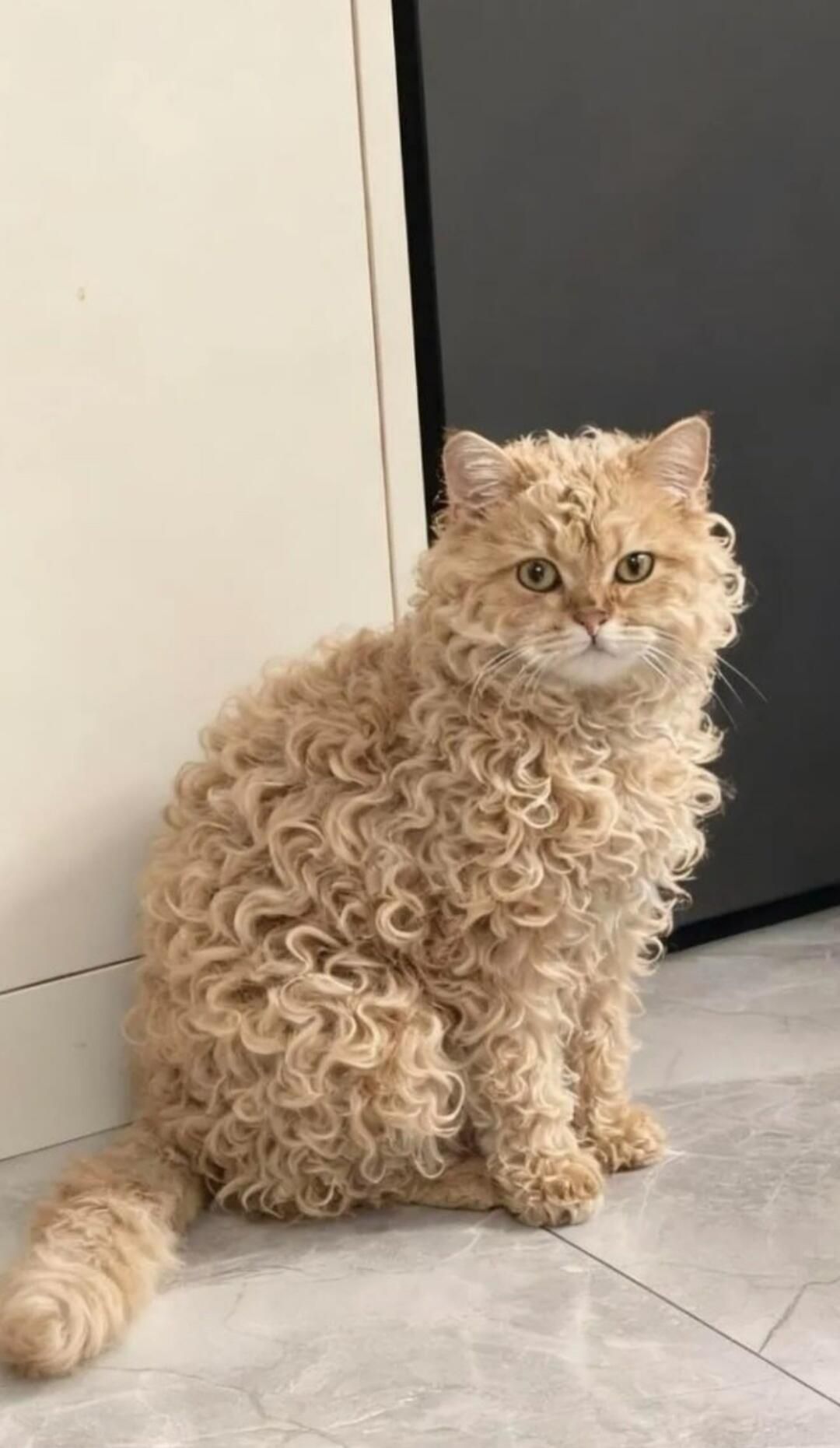 Кот с очень пушистой курчавой шерстью сидит на полу.