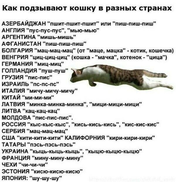 Как подзывают кошку в разных странах Азербайджан 'пшит-пшит-пшит' или 'пищ-пищ-пищ'; Англия 'пус-пус-пус', 'мью-мью'; Аргентина 'миш-биш-миш'; Афганистан 'пиш-пиш-пиш'; Болгария 'мач-мач-мач'; Венгрия 'циг-циг-пчиц'; Грузия 'пис-пис'; Израиль 'пс-пс-пс'; Италия 'мишч-мичуч'; Китай 'мяу-миу'; Латвия 'минка-минка-минка'; Молдова 'пс-пис-пис'; Россия 'кыс-кыс-кис'; США 'китик-китик-китик'; Украина 'кыш-кыш-кыс'; Япония 'шу-шу-шу'