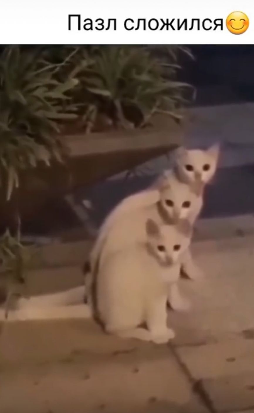 Пазл сложился😊