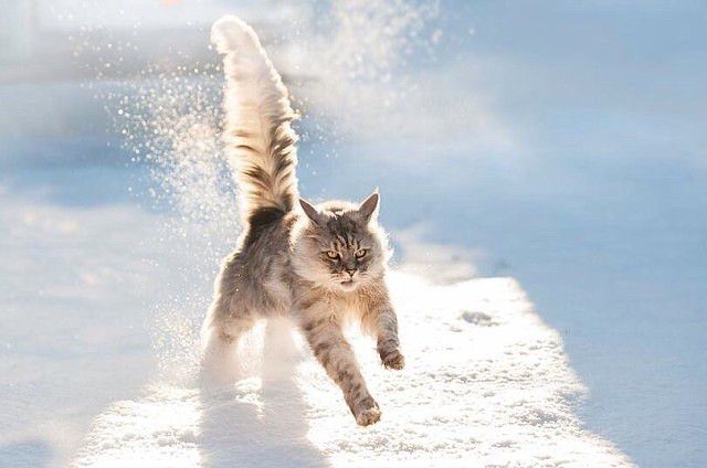 Кот идёт по снегу на ярком светлом фоне