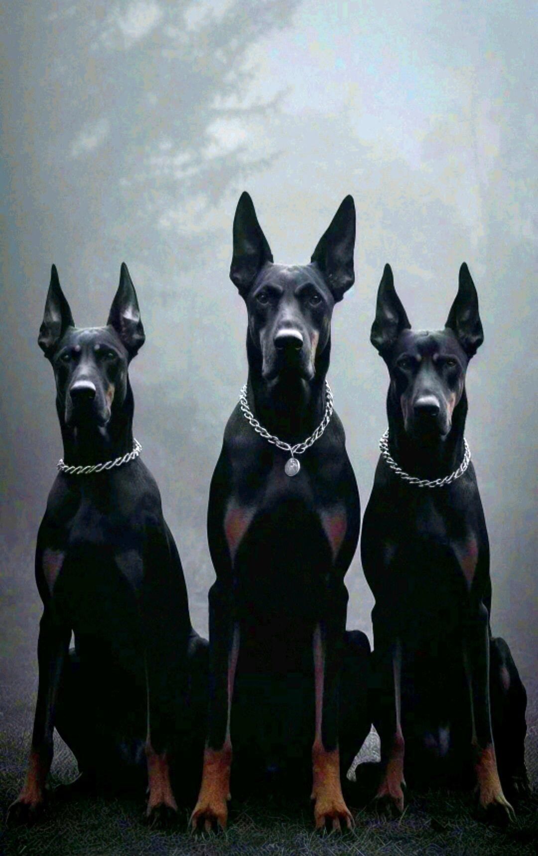 Три черные немецкие доги в цепочках на фоне тумана