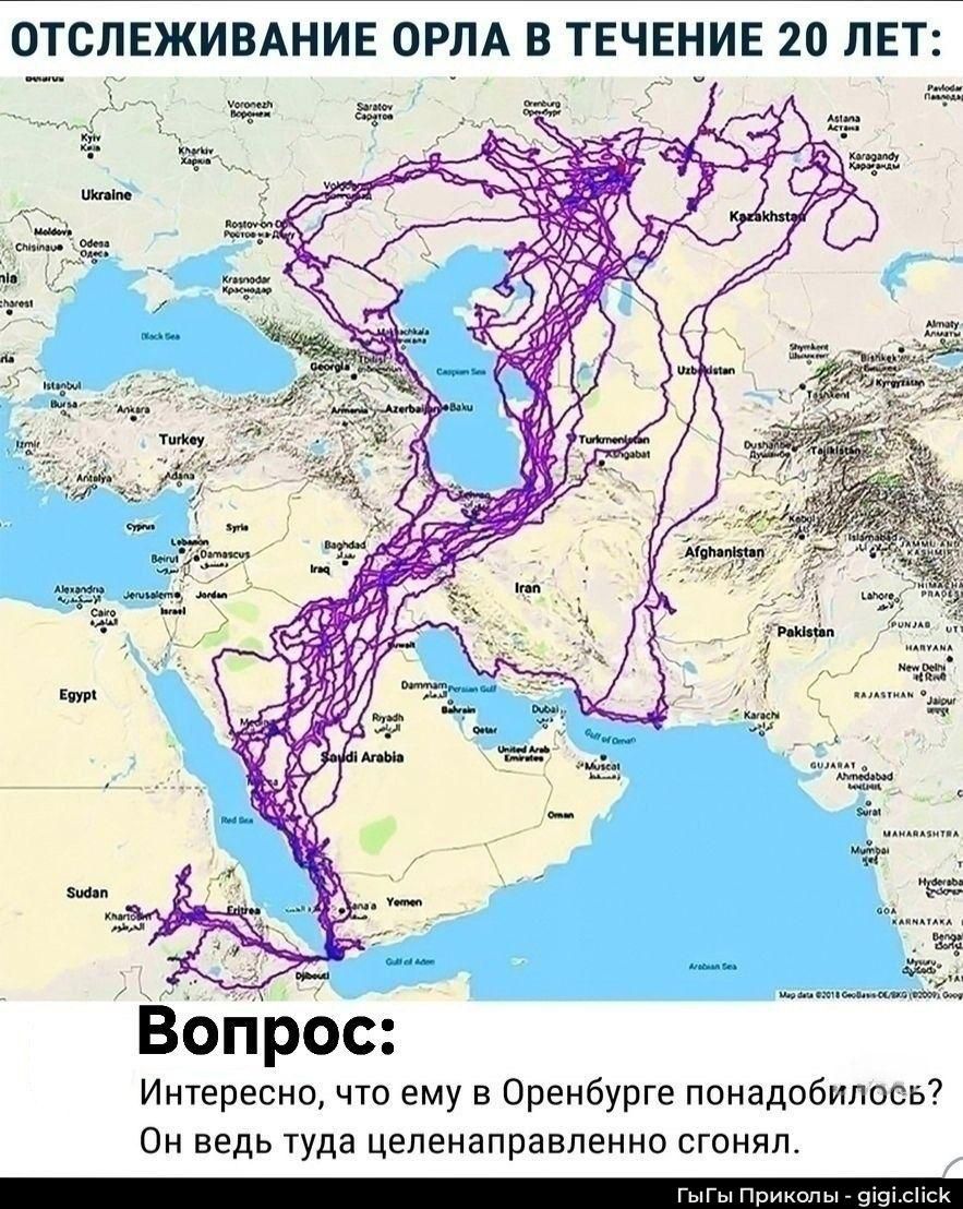 ОТСЛЕЖИВАНИЕ ОРЛА В ТЕЧЕНИЕ 20 ЛЕТ: Вопрос: Интересно, что ему в Оренбурге понадобилось? Он ведь туда целенаправленно сгонял.