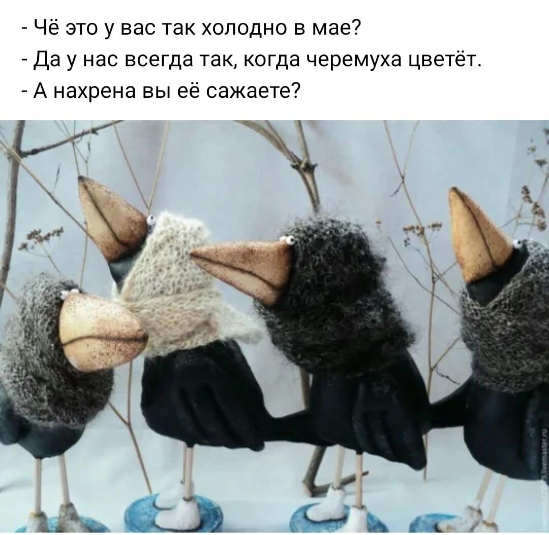 Чё это у вас так холодно в мае Да у нас всегда так когда черемуха цветёт А нахрена вы её сажаете ак