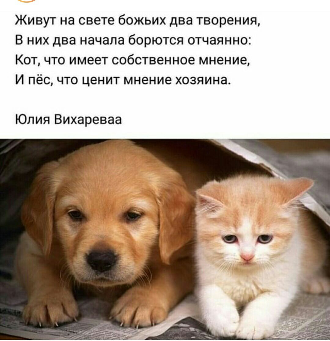 Живут на свете божьих два творения В них два начала борются отчаянно Кот что имеет собственное мнение И пёс что ценит мнение хозяина Юлия Вихареваа