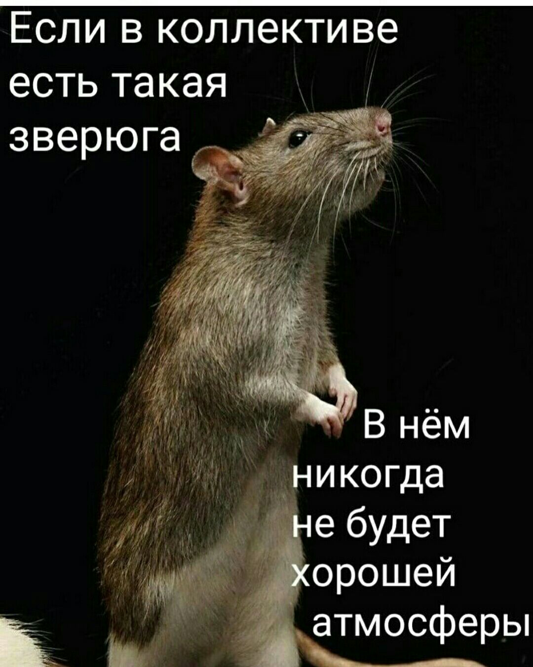 Если в коллективе есть такая д зверюга В нём икогда е будет орошей атмосферы