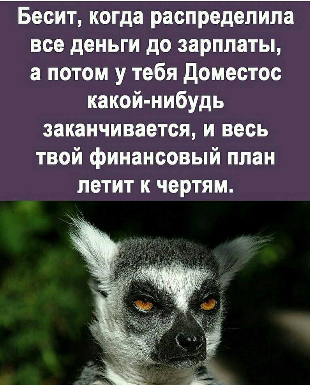 Бесит когда распределила все деньги до зарплаты а потом у тебя Доместос какой нибудь заканчивается и весь твой финансовый план летит к чертям