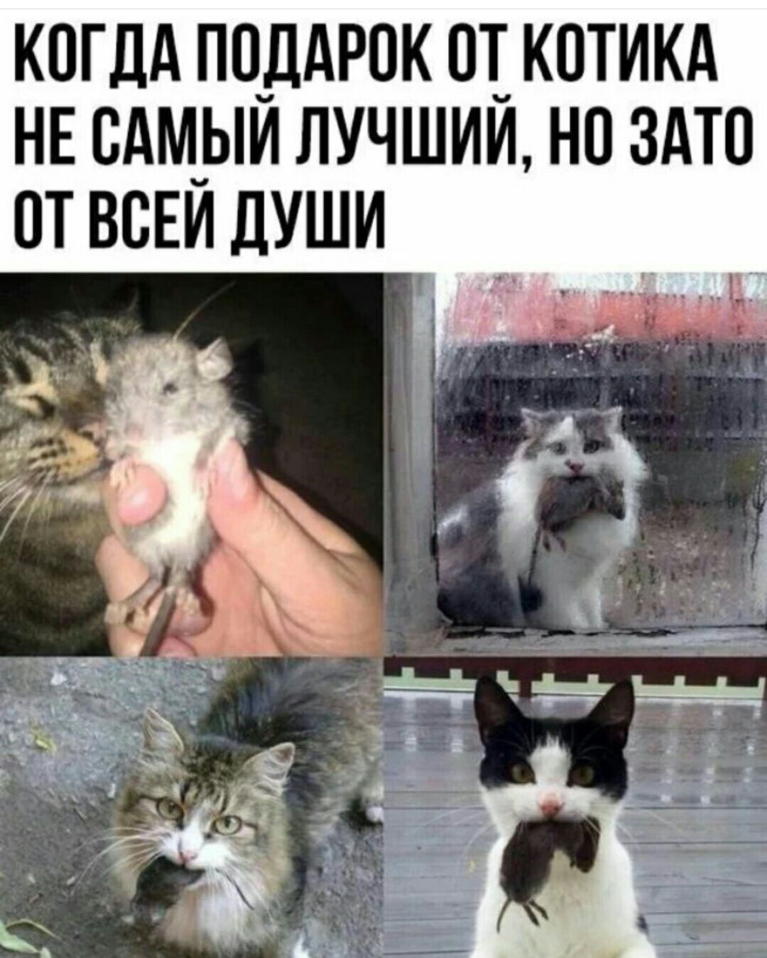 когдА поддрок от_ котикд НЕ сАм_ыи лучшии но это от всЕи души