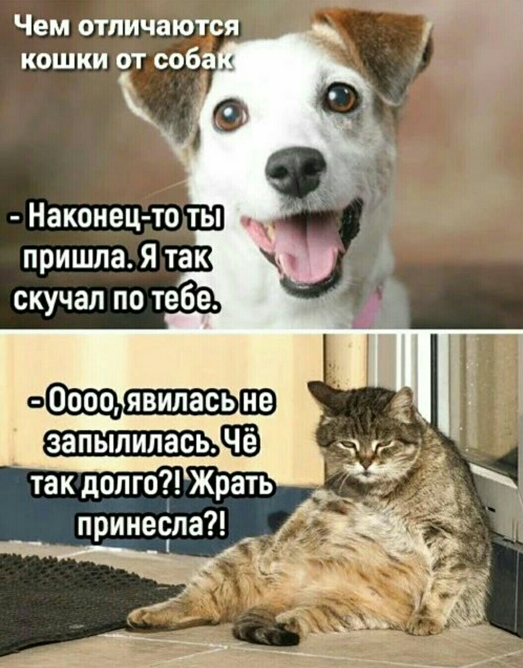 Чем отличаются о 000 явилась запылиласьЧВ так долго Жрать принечла