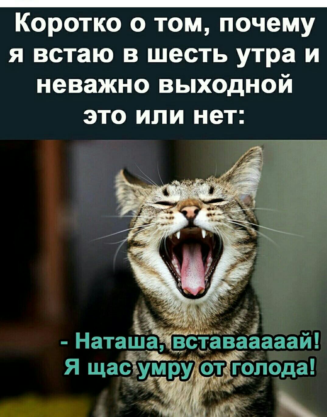 Коротко о том почему я встаю в шесть утра и неважно выходной ЭТО ИЛИ НЭТ