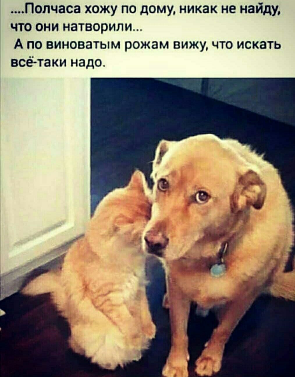 Полчаса хожу по дому никак не найду что они натворили А по виноватым рожам вижу что искать всётаки надо