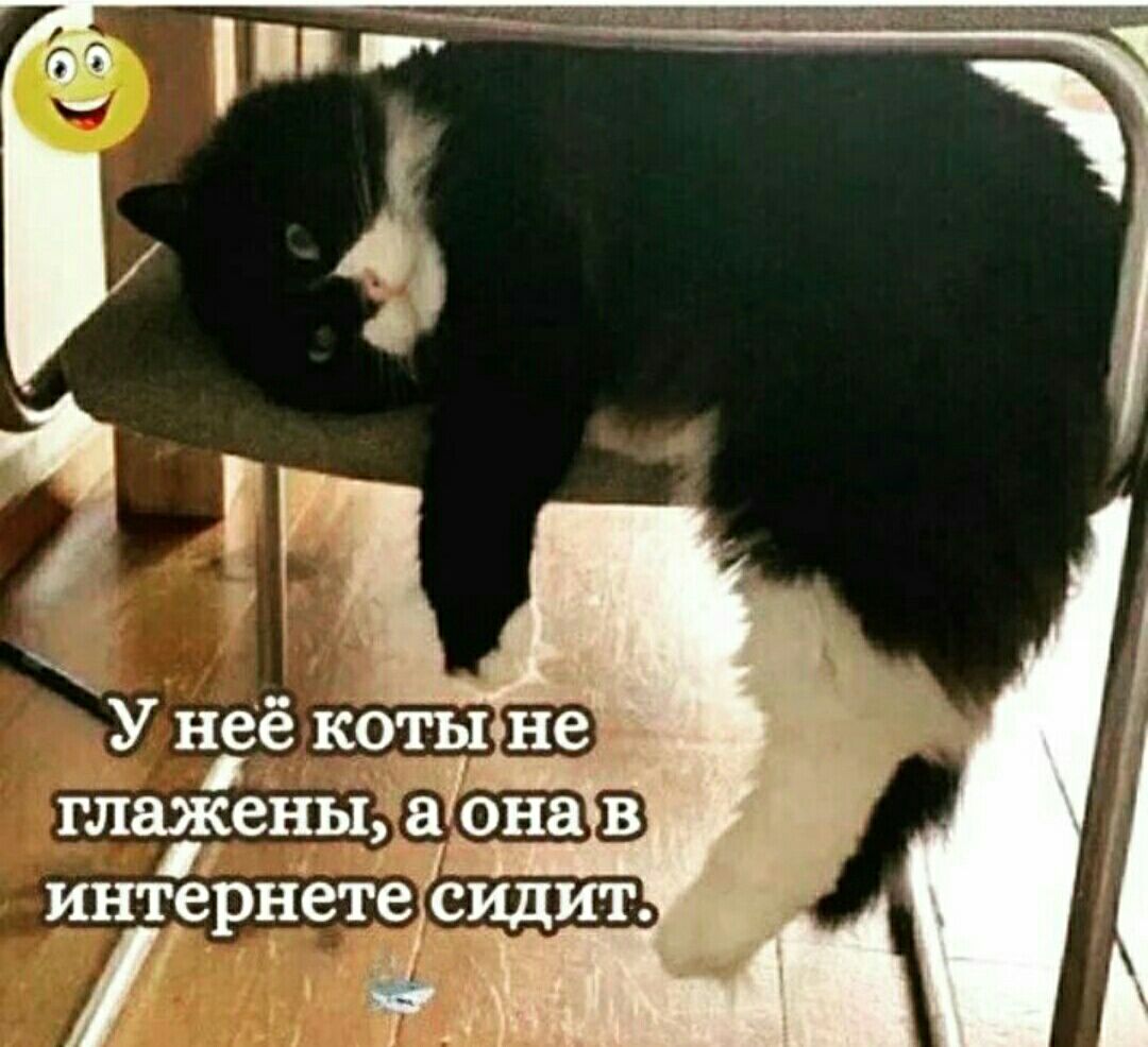 У неё коты 391 гладкены ёуона