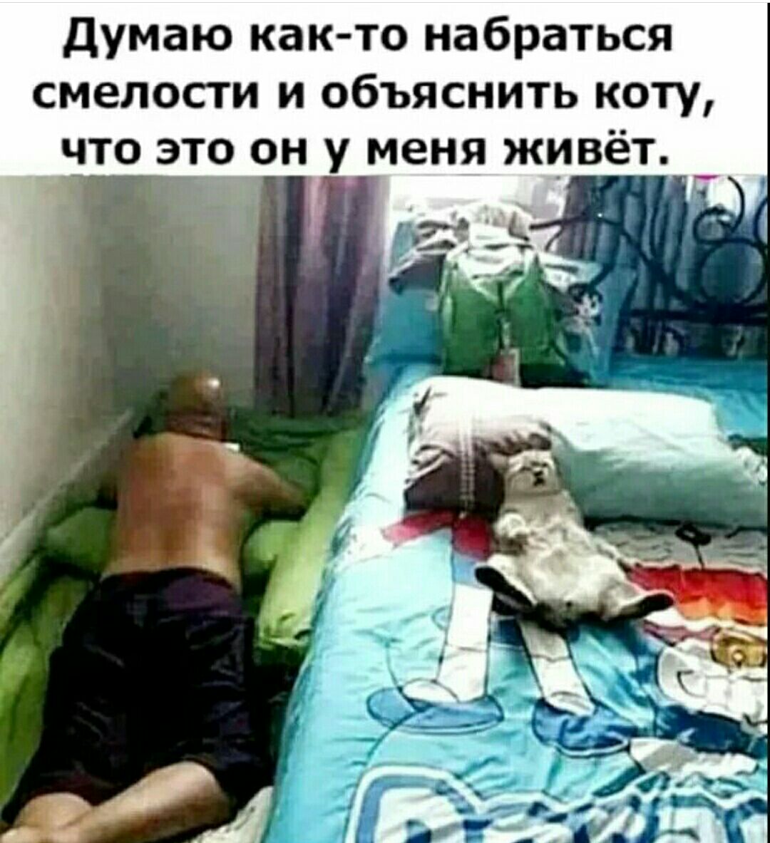 Думаю как то набраться смелости и объяснить коту что это он