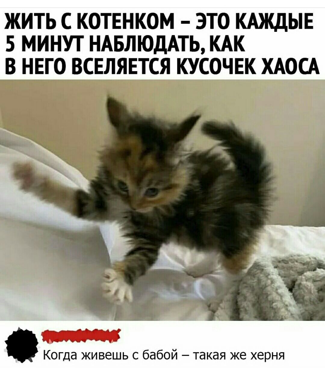 ЖИТЬ С КОТЕНКОМ ЭТО КАЖДЫЕ 5 МИНУТ НАБЛЮДАТЬ КАК В НЕГО ВСЕЛЯЕТСЯ КУСОЧЕК ХАОСА Когда живешь с бабой такая же херня