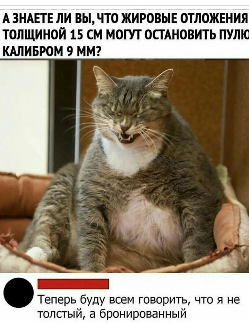 Хочу большого кота