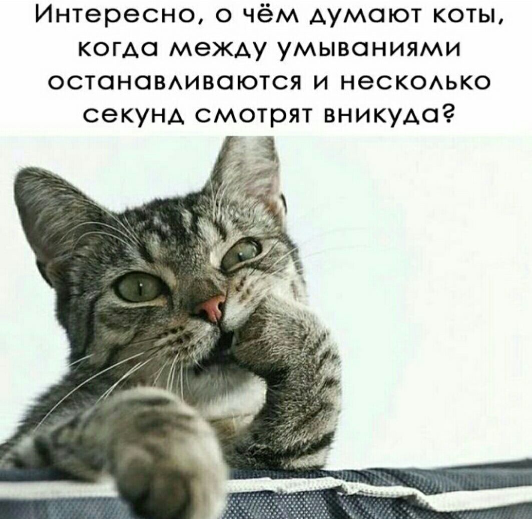 Котик ать