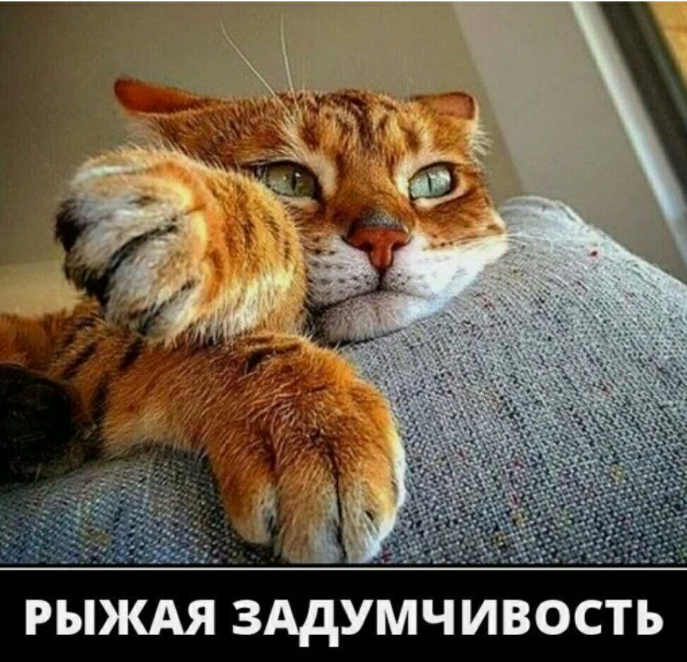 РЫЖАЯ ЗАдУМЧИВОСТ