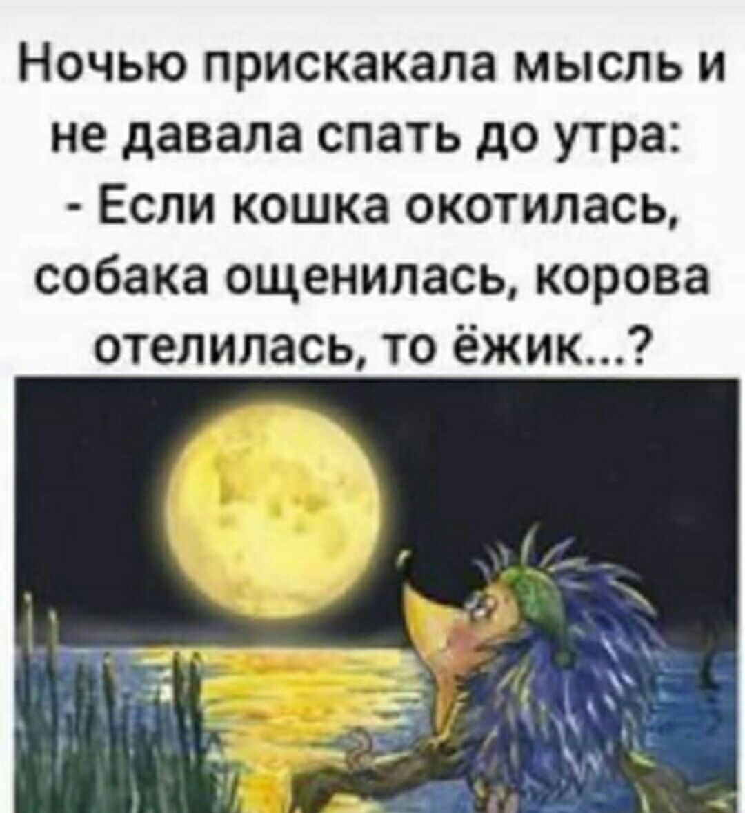Ночью прискакала мысль и не давала спать до утра Если кошка окотилась собака ощенилась корова отелилась то ёжик
