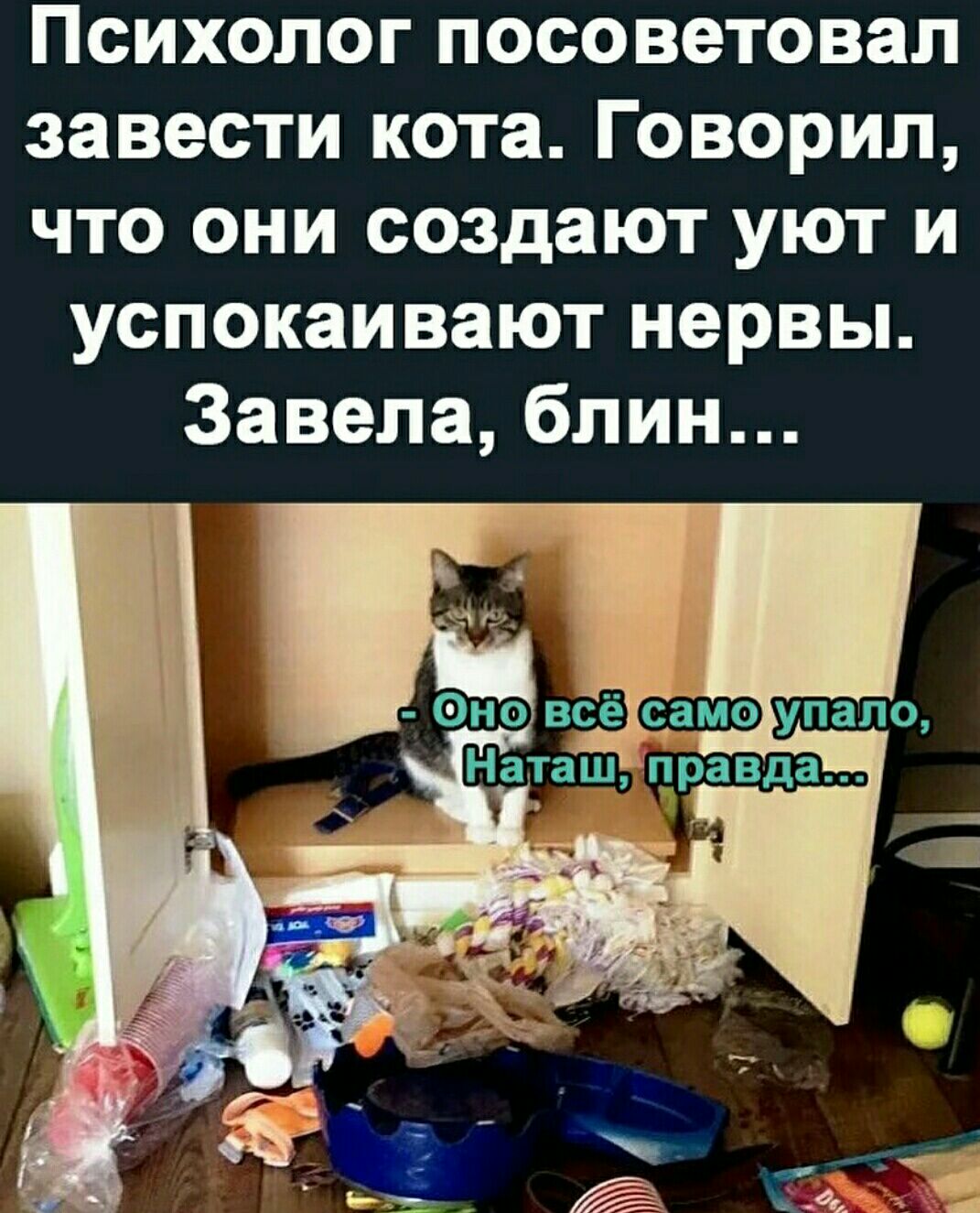 Психолог посоветовал завести кота Говорил что они создают уют и успокаивают нервы Завела блин