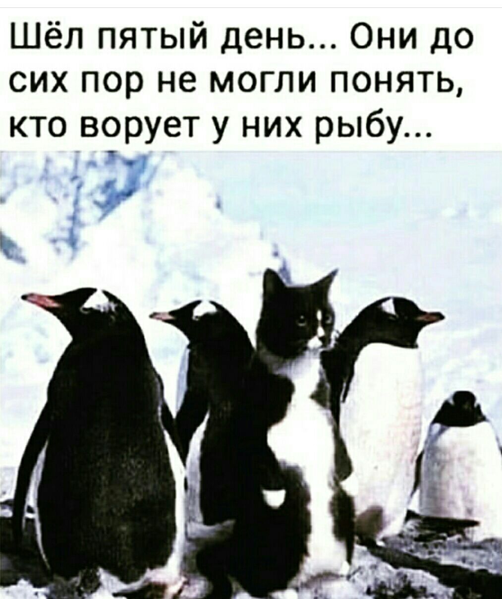 Шёл пятый день Они до сих пор не могли понять кто ворует у них рыбу