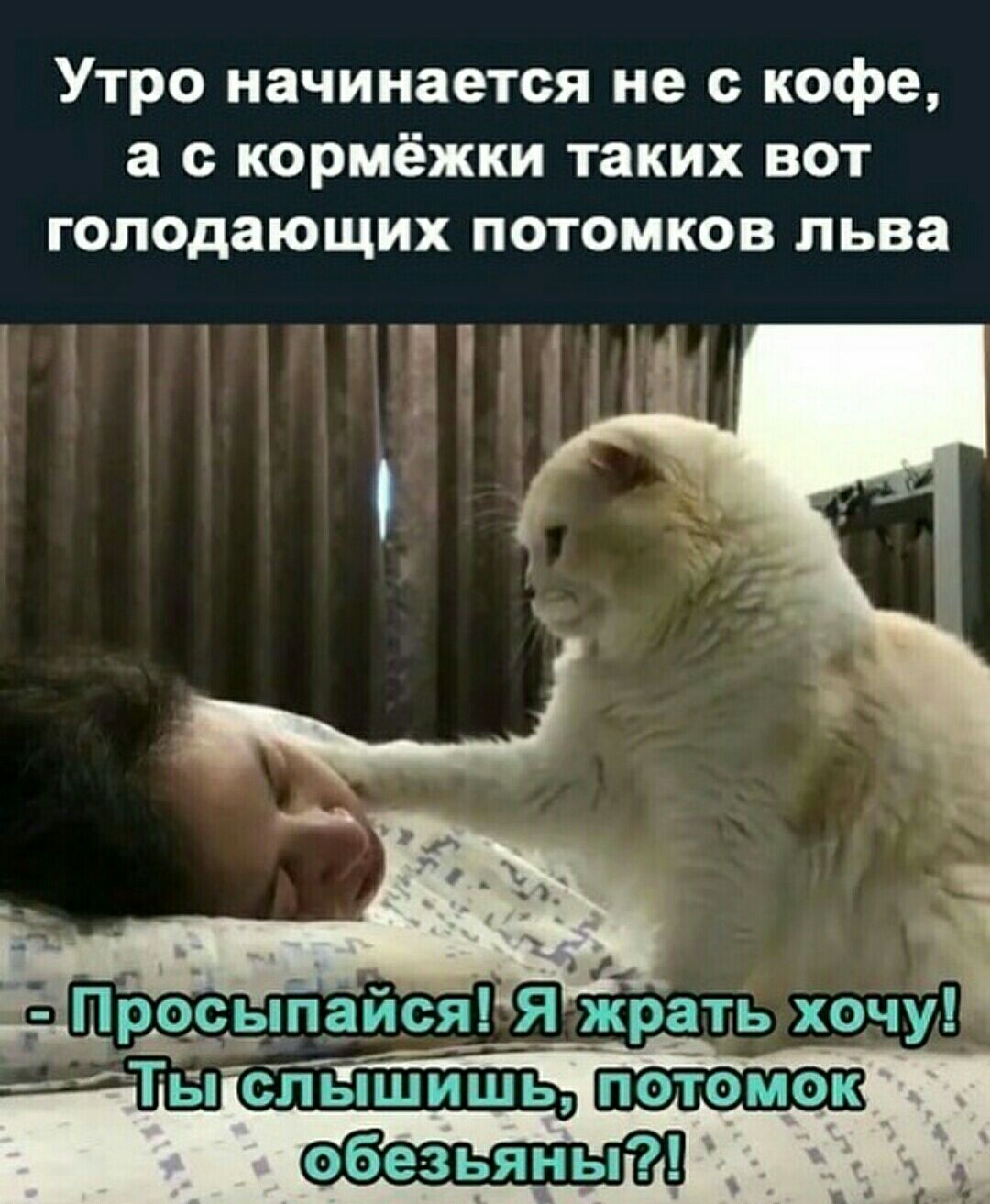 Утро начинается не с кофе а кормёжки таких вот голодающих потомков льва ч я_Я жрать хочу