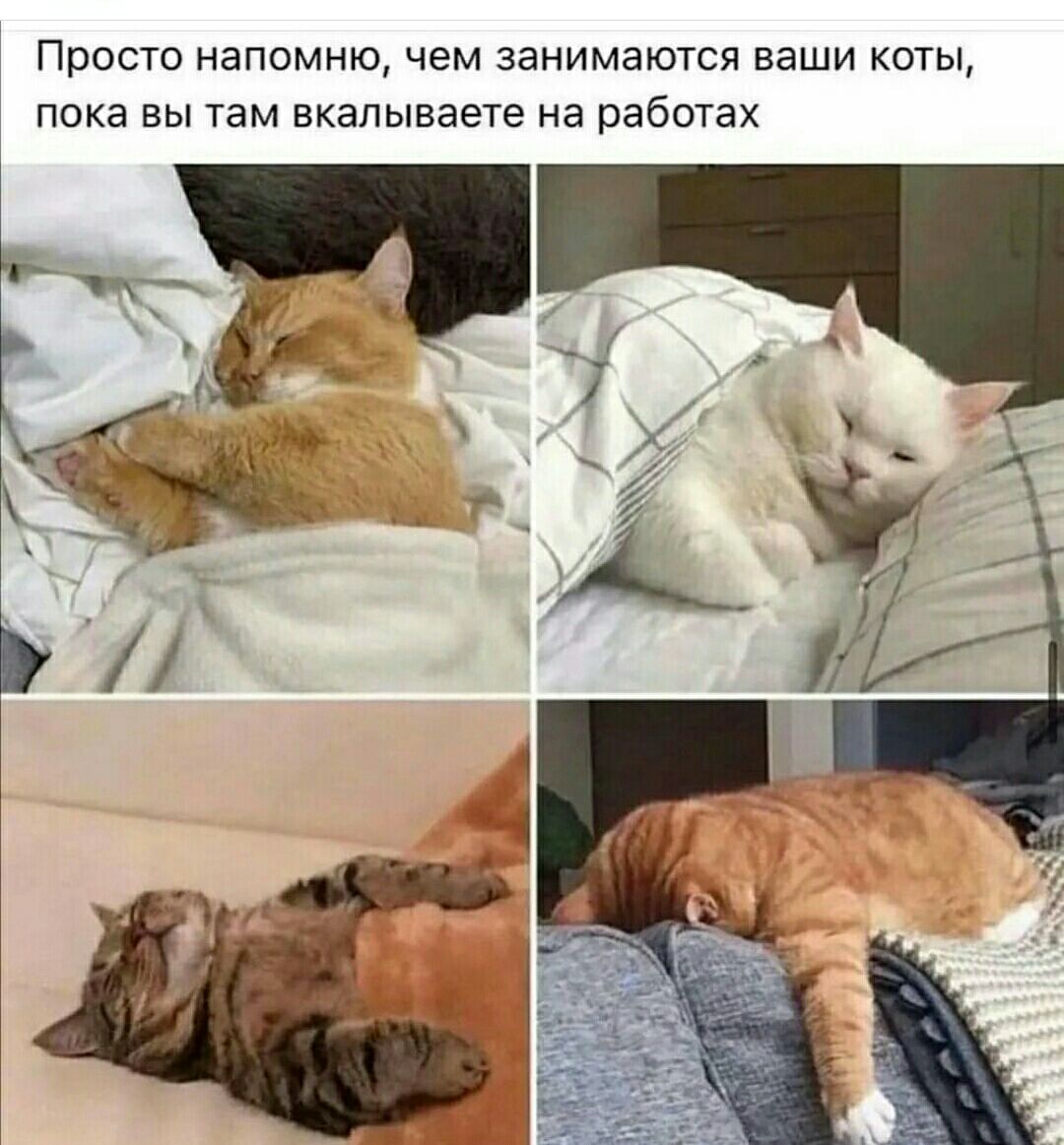 Просто напомню чем занимаются ваши коты пока вы тм вкалываете на работах