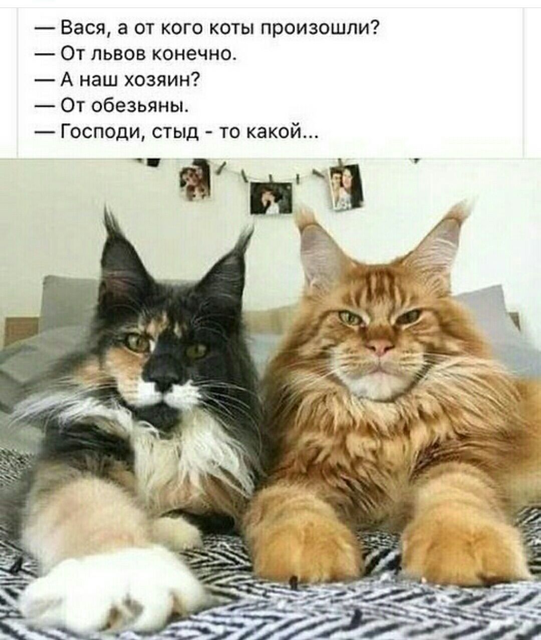 Вася а ОТ кого ХОТЬ произошли От львов конечна А наш хозяин От обезьяны Господи стыд то какой