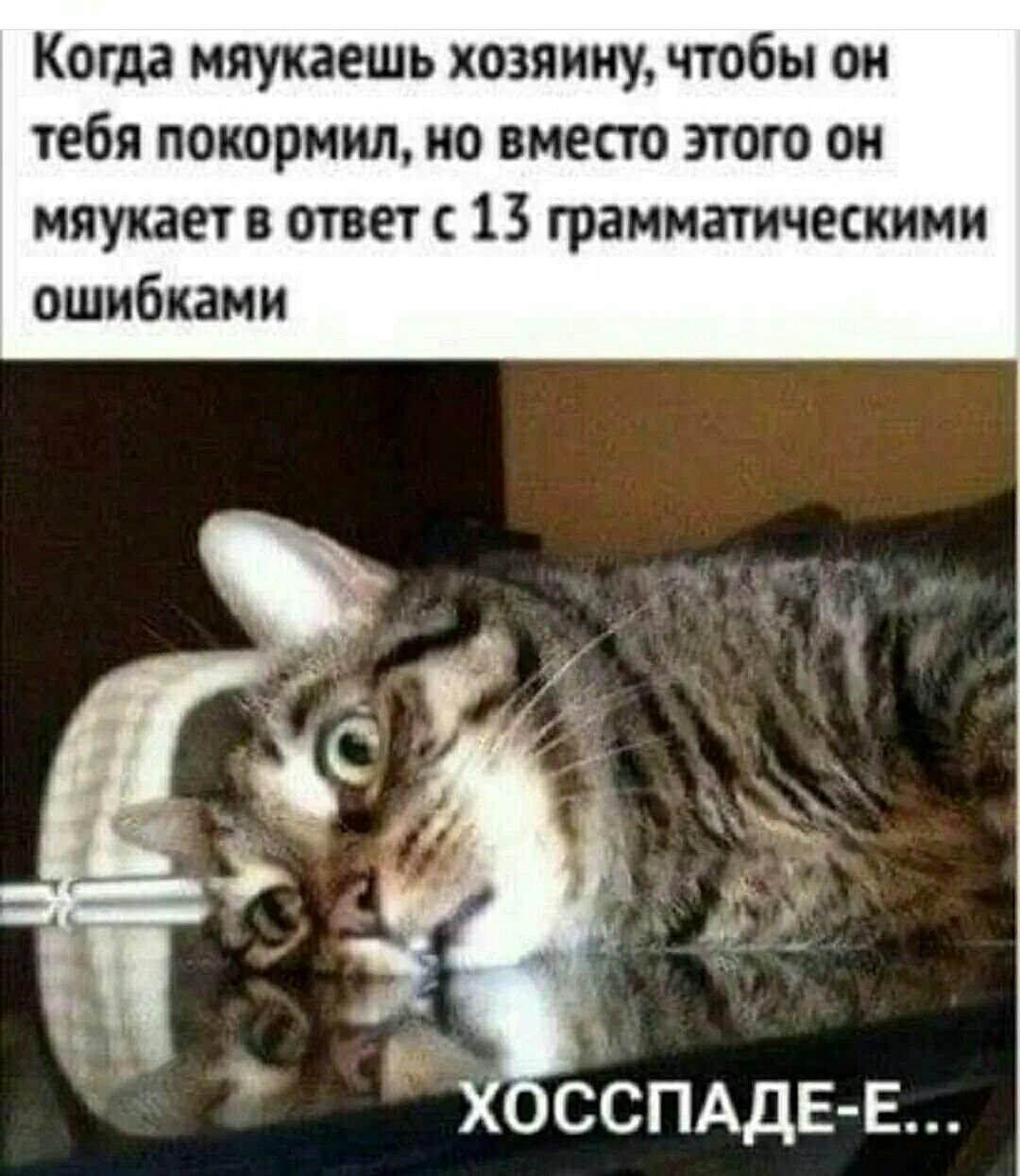 Коша мяукаешь хозяину чтобы он тебя поиормил но вместо згюго он мяукает в ответ 13 грамматическими ошибками
