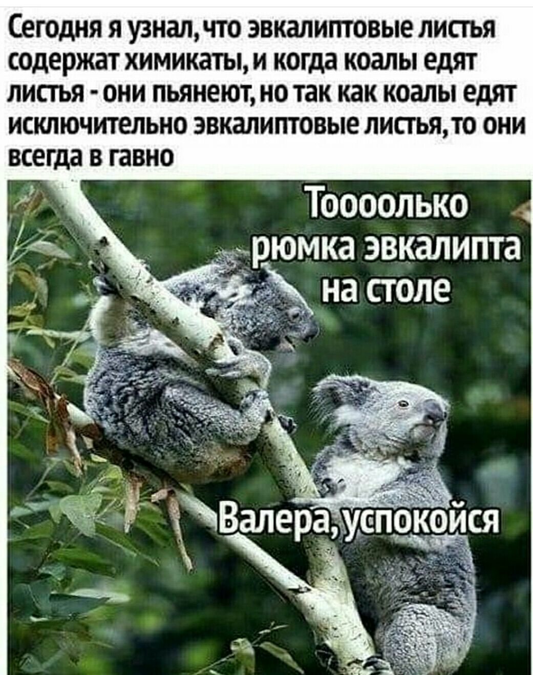 СЕГОДНЯ Я УЗНЗЛДТО ЗВКЗЛИПТОВЫЕ ЛИПЪЯ содержат химикаты И когда КОММ едят ЛИСТЬЯ ОНИ ПЬЯНЕЮТ НО Так как КОЗЛЫ едят ИСКЛЮЧИТЁЛЬНО ЭВКЗЛИПТОВЫЕ ЛИСТЬЯТ0 ОНИ всегда В гавно Тоооолько рюмка эвкалипта _