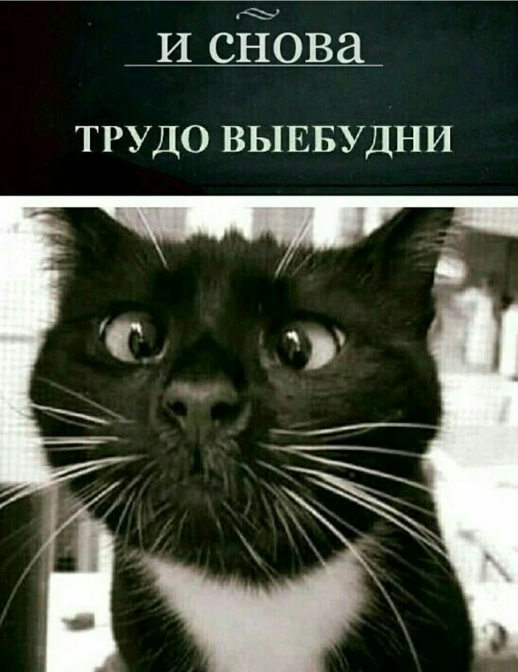 _И СЁОВЗ ТРУДО ВЫЕБУДНИ